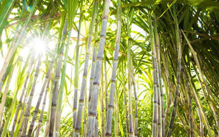 Mía đường tiếp tục tồn đọng