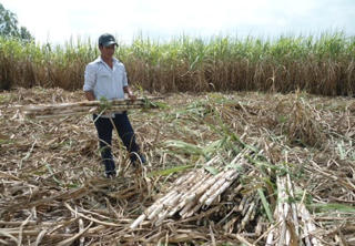 “Nâng cao năng lực cạnh tranh mía đường Việt Nam chuẩn bị hội nhập Asean”