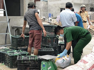 Bắt giữ xe khách vận chuyển thịt, nội tạng heo thối