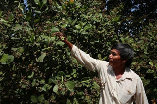 Năng suất và sản lượng điều sụt giảm trầm trọng