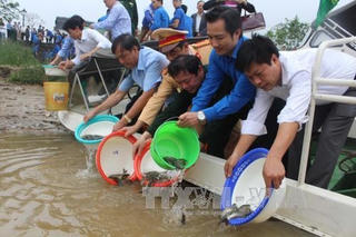 Thanh Hoá: Thả một tấn cá giống xuống sông Mã