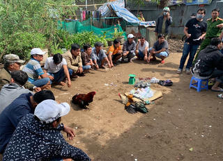 An Giang: Bắt giữ 14 đối tượng đá gà ăn tiền