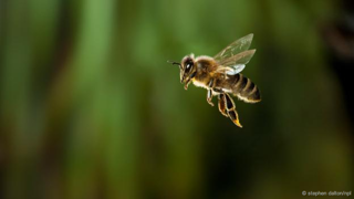 Khả năng  tính toán  của động vật