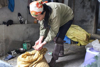 Nông dân 'méo mặt' vì lạc giống kém