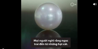[VIDEO] Quá trình hình thành ngọc trai trong tự nhiên