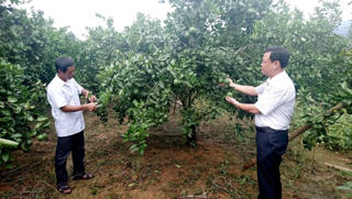 Hà Giang: Phát triển 2.759 ha cam theo hướng an toàn