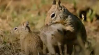 [VIDEO] Sóc chuột thông minh tránh sự 'truy sát' của rắn đuôi chuông