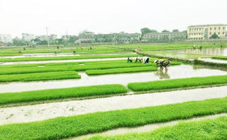 Khuyến cáo các địa phương xuống giống vụ Đông Xuân trong tháng 10