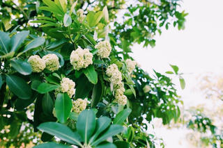 Nhạc sĩ Hồng Đăng: Người thả tình hoa sữa vào mùa thu Hà Nội