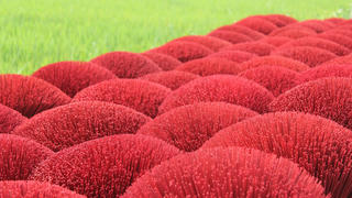 Tết về từ mùi hương