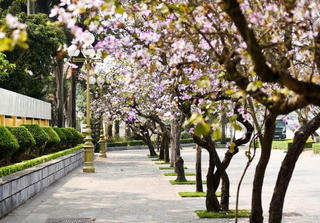 Hoa ban nở rộ giữa lòng Thủ đô