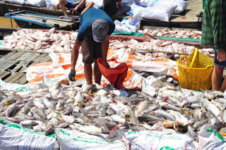 Hàng trăm tấn cá chết trắng sông, dân vớt không kịp