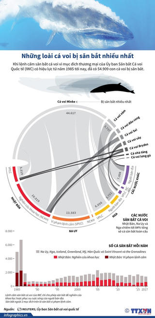 [Infographics] Những loài cá voi bị săn bắt nhiều nhất thế giới