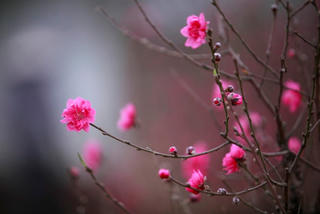 Tân niên thán lão