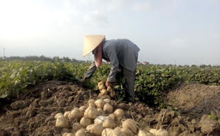 Tín hiệu vui từ củ đậu sớm