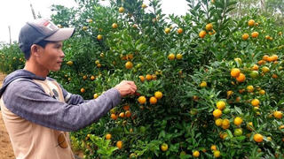 Quảng Nam: Người dân trồng quất cảnh thất thu
