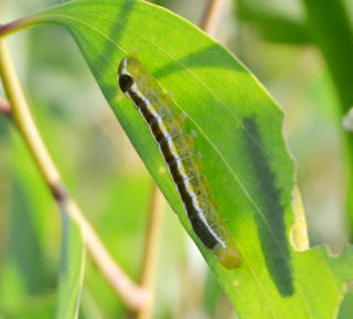 Đã xác định được tên loại sâu phá hoại tràm ở Sóc Trăng