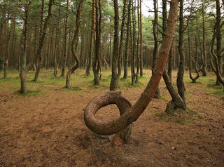 Bí ẩn  khu rừng  “nhảy múa”