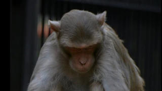 Tai họa đến từ con khỉ…  nghiện rượu