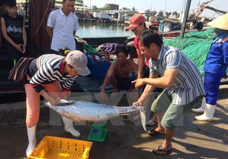 Thừa Thiên-Huế: Chi trả 500 tỷ đồng bồi thường cho ngư dân