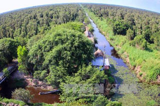 Cà Mau: Cơn mưa “vàng” giải nhiệt cho rừng tràm