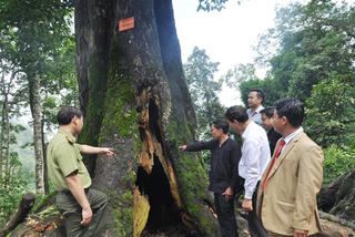 Bình yên từ những cánh rừng
