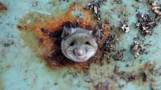 New York chi 32 triệu USD để diệt chuột