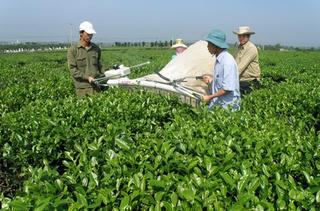 Cây chè và con gà Đông Tảo