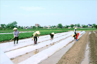 Tâm nguyện người trồng rau sạch