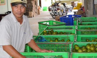 Châu Thành – Hậu Giang: Phát huy thế mạnh kinh tế vườn