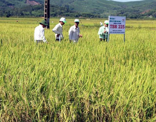 Quảng Ngãi: Trên 29 tỷ đồng bảo vệ và phát triển đất trồng lúa