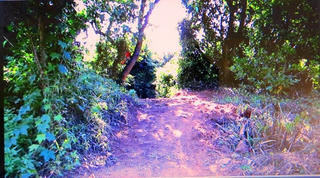 Khu bảo tồn thiên nhiên Sơn Trà ở Đà Nẵng bị phá: Kiểm lâm không biết?