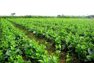 Rau sạch loay hoay tìm lối ra