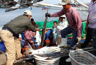 Quảng Trị: Tàu của ngư dân  trúng mẻ cá hơn 7 tỷ đồng