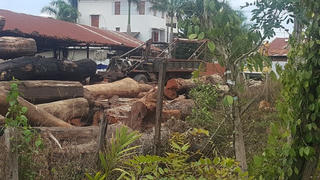 Vụ trùm gỗ lậu Phượng “râu” bị bắt: Chi cục trưởng Chi cục Kiểm lâm giao nộp 8 m3 gỗ