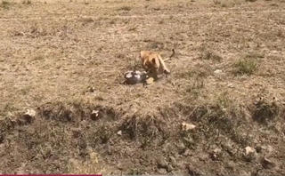 [VIDEO] Linh dương vấp ngã bị sư tử vồ gọn