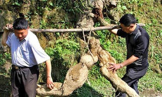 Củ sắn dây khổng lồ, hình thù như người