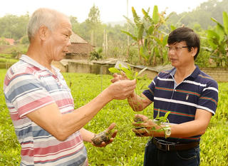 Giải pháp cải thiện trồng rừng thâm canh