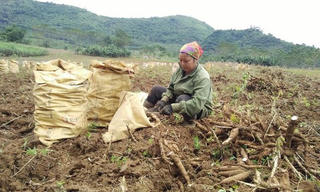 Trồng sắn cho thu nhập cao