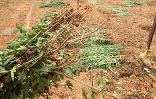 Lâm Đồng: Bệnh lạ gây hại nhiều diện tích trồng hoa cúc