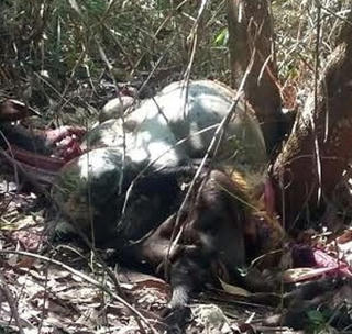 Nghệ An: Điều tra vụ bò tót cực hiếm bị chết