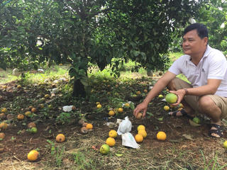 Đắng mùa cam xứ Nghệ