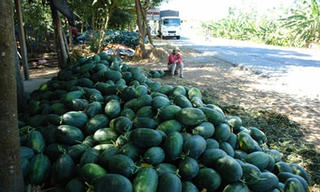 1000 đồng/kg và nỗi buồn của người trồng dưa