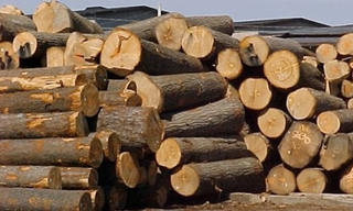 Xuất khẩu gỗ gặp khó