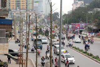 Sẽ trồng cây lát hoa trên đường Nguyễn Chí Thanh