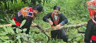 Làm giàu từ mô hình trồng quế hữu cơ