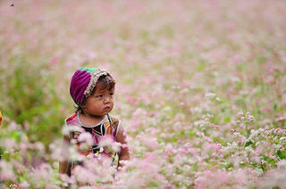 Thổn thức với hoa tam giác mạch