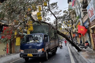 Hà Nội: Cây trên phố cổ bỗng dưng bật gốc, đè trúng xe tải