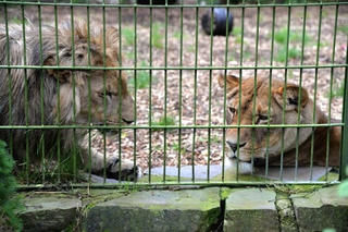 Sư tử, hổ, báo và gấu sổng khỏi vườn bách thú tại Đức