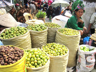 Yên Bái: Tiêu thụ sơn tra gặp khó